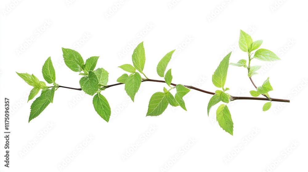 Spring branch with fresh green leaves on white background; nature, growth, renewal. Spring branch with fresh green leaves on white background; nature, growth, renewal.