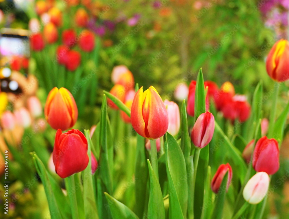 Tulipa hybrids of orange were blooming in the exhibition room with other brightly colored flowers. It is symbolic winter flower of Holland. The leaves of Tulipa spp. L. ovate to lanceolate, elongated Tulipa hybrids of orange were blooming in the exhibition room with other brightly colored flowers. It is symbolic winter flower of Holland. The leaves of Tulipa spp. L. ovate to lanceolate, elongated
