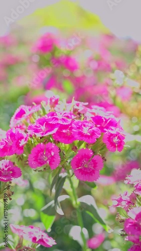 Purple flowers are blooming beautifully in the garden. Vertical video