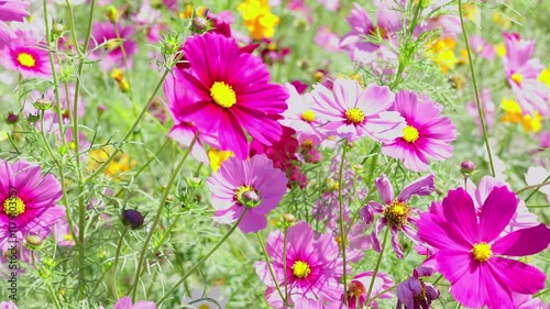 Slow motion video. Cosmos flower fields in winter in Thailand.