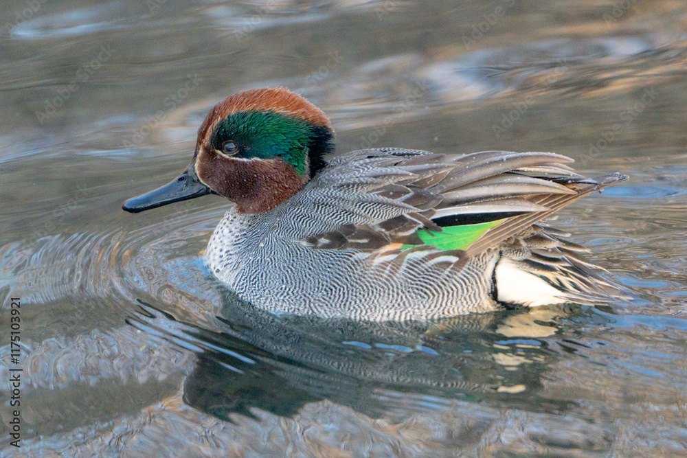 Teal
