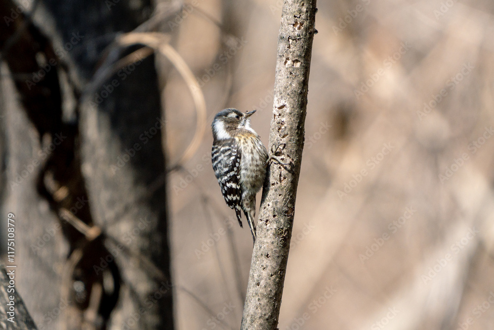 Japanese Pygmy Woodpecker