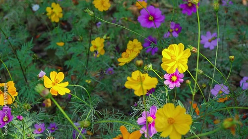 Slow motion video. Cosmos flower fields in winter in Thailand.