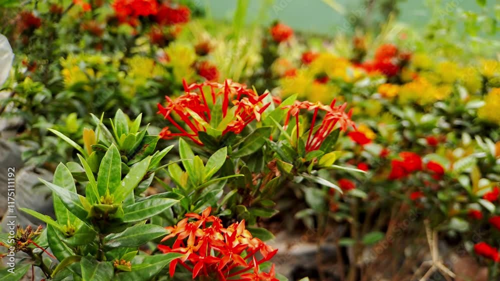 A colorful display of red and yellow flowers creates a sense of beauty and serenity. Perfect for relaxation videos, spa promotions, and travel vlogs A colorful display of red and yellow flowers creates a sense of beauty and serenity. Perfect for relaxation videos, spa promotions, and travel vlogs