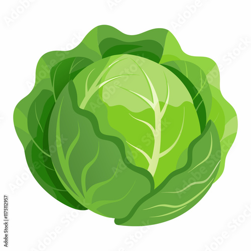 Fresh. vibrant head of cabbage.