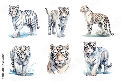 Watercolor white tigers Animals illustration set hand drawn vector illustration isolated on white background