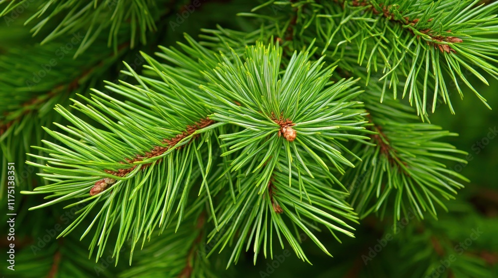 Lush green pine tree branches close-up. Lush green pine tree branches close-up.