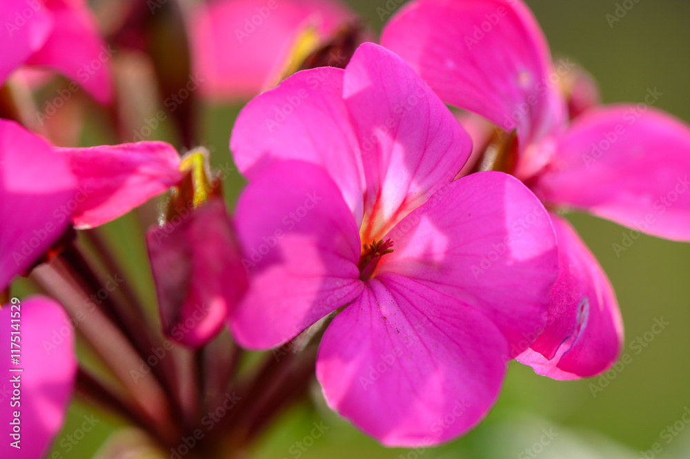 Bright pink flowers bloom vibrantly in a sunlit garden setting during a warm afternoon Bright pink flowers bloom vibrantly in a sunlit garden setting during a warm afternoon