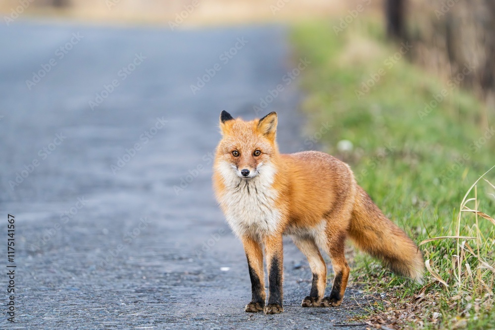 Fototapeta premium 北海道のキタキツネ