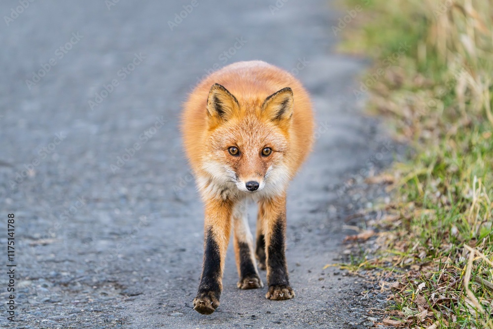 Fototapeta premium 北海道のキタキツネ