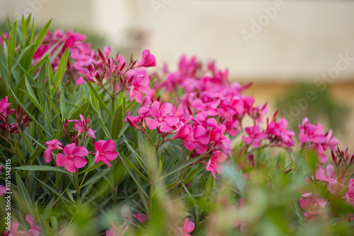 Wallpaper Mural Oleander, egzotyczne różowe kwiaty, letni egzotyczny ogród, tropikalny krzew z różowymi kwiatami, rozmyte tło, zbliżenie makro, Tunezja, wyspa Djerba Torontodigital.ca