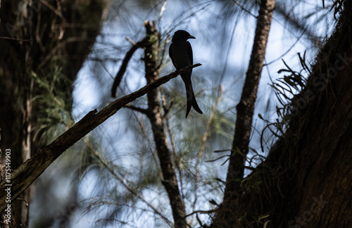 Black drongo sits on a perch in the wild at dawn in Thailand photo