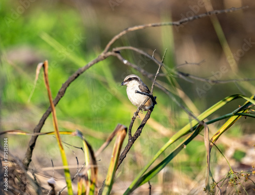 A common shrike sits on a perch in its natural habitat at dawn in Thailand photo