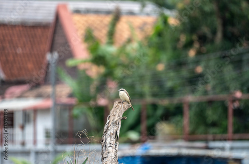 A common shrike sits on a perch in its natural habitat at dawn in Thailand photo