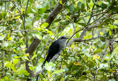 Green-billed Malkoha or Squirrel Bird on a lake in its natural habitat at dawn in Thailand photo