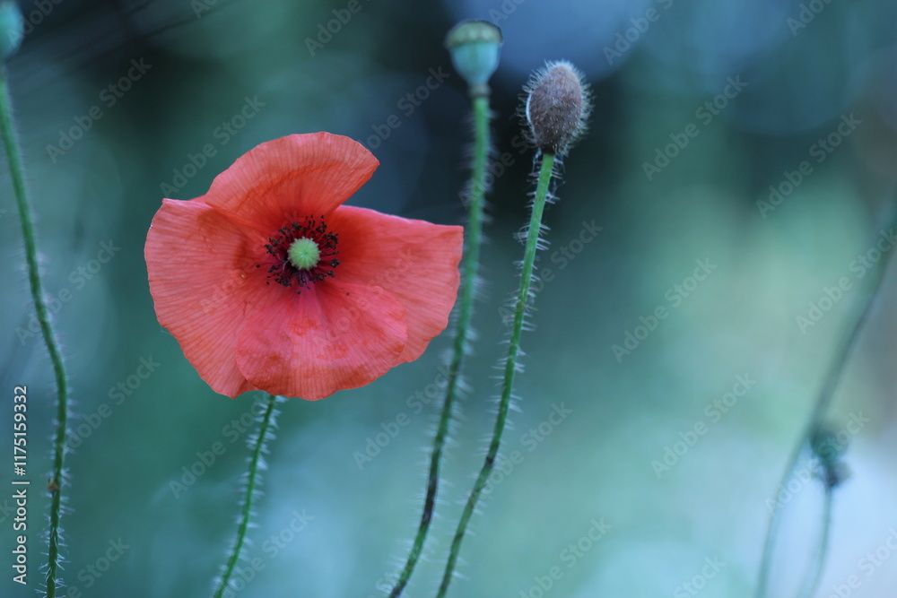 Obraz premium fiore rosso di papavero in primavera in un prato
