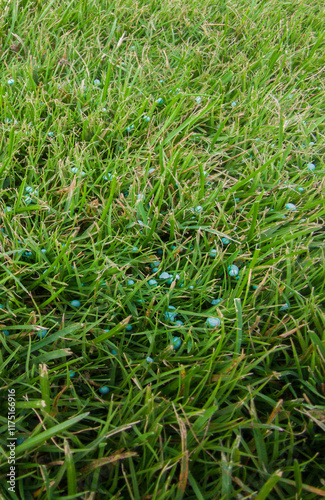 Grass fertilization with granulated phosphor