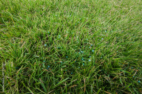 Grass fertilization with granulated phosphor