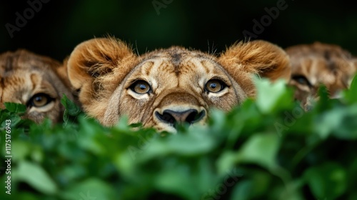 A curious lion cub peeks through lush green foliage, eyes wide with wonder and innocence, encapsulating the beauty and intrigue of wildlife's youthful spirit and energy. photo