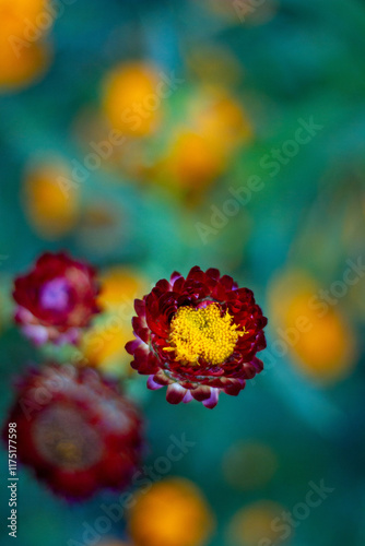 Beautiful mix of flowers  cosmos, orange flower in the garden 