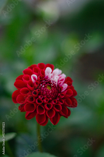 Beautiful mix of flowers  cosmos, orange flower in the garden 