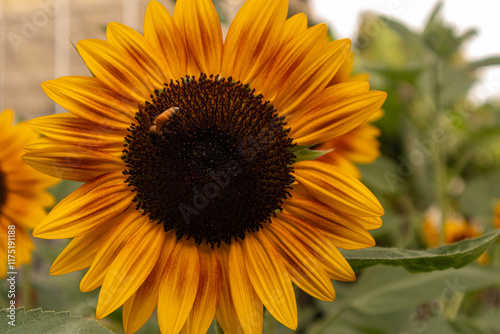 A stunning close-up of a large sunflower with vibrant yellow petals and a dark brown center, set against a soft blurred green background. Perfect for uplifting designs, nature themes, or cheerful bran