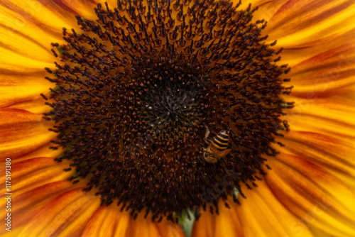 A stunning close-up of a large sunflower with vibrant yellow petals and a dark brown center, set against a soft blurred green background. Perfect for uplifting designs, nature themes, or cheerful bran