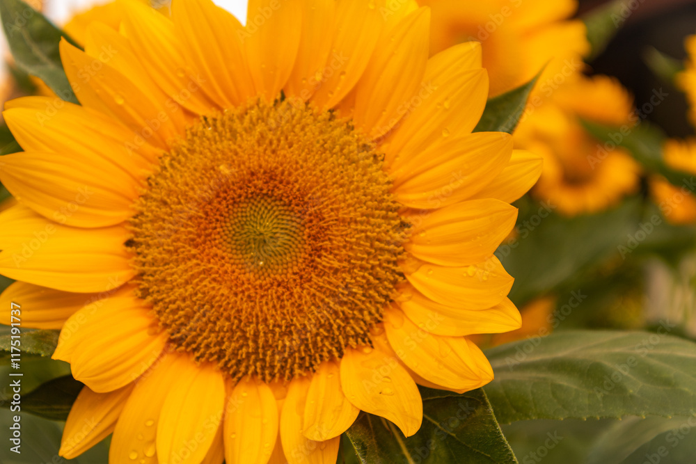 Sunflower with bright yellow petals and a dark brown center, standing tall against a clear blue sky. Green leaves and stem add contrast. The sunlight enhances the vibrant colors, creating a warm and Sunflower with bright yellow petals and a dark brown center, standing tall against a clear blue sky. Green leaves and stem add contrast. The sunlight enhances the vibrant colors, creating a warm and