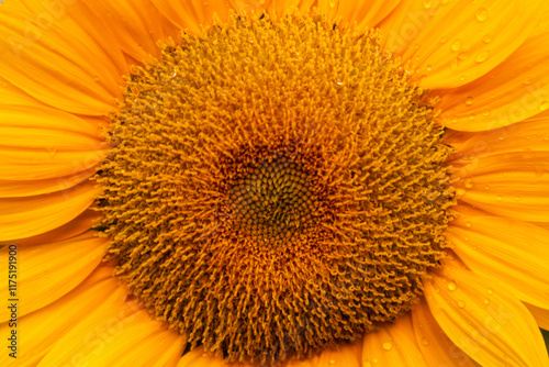 Sunflowers are vibrant, tall flowers known for their bright yellow petals and large brown centers. They symbolize loyalty and adoration, and their heads naturally follow the sun across the sky