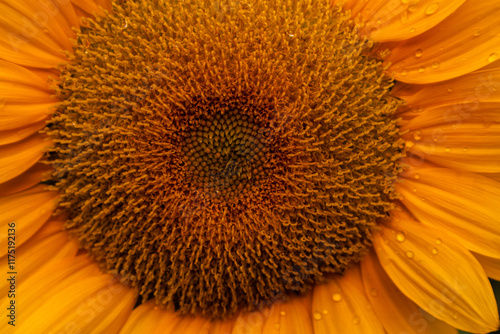 Close-up of yellow sunflowers beautiful flowers Asian flowers
