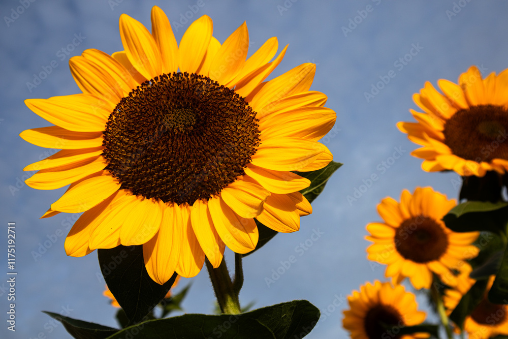 Obraz premium Sunflowers are vibrant, tall flowers known for their bright yellow petals and large brown centers. They symbolize loyalty and adoration, and their heads naturally follow the sun across the sky