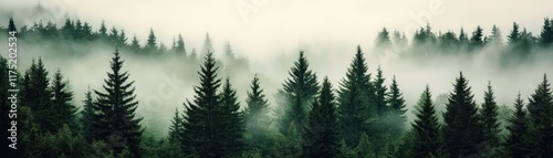 Misty forest landscape with tall pine trees shrouded in fog, creating a serene and tranquil atmosphere.