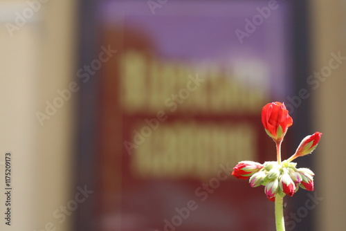 flower on a wooden background
