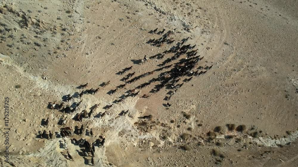 Aerial video of a flock of sheep in the Judean Desert mountains, Israel Aerial video of a flock of sheep in the Judean Desert mountains, Israel