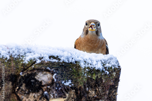 Männlicher Bergfink (fringilla montifringilla) am Futterplatz photo