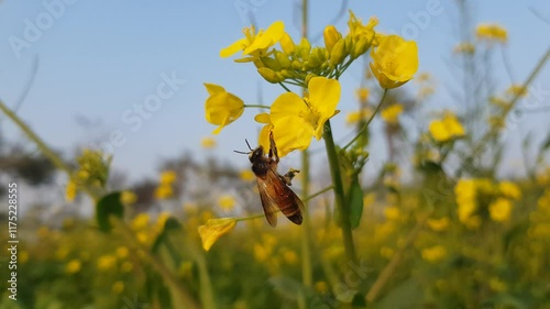 yellow flowers on a meadow bee on yellow flower Yellow flower and bee HD 4K