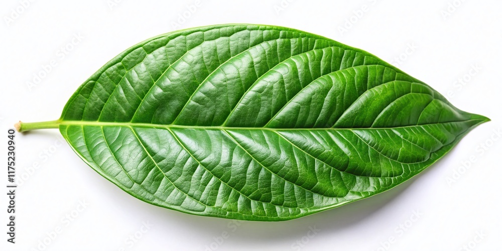 Obraz premium Single Green Cocoa Leaf Isolated, White Background - Minimalist Stock Photo