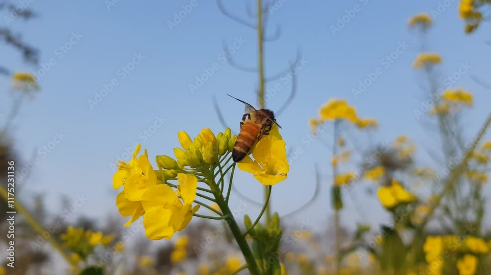 bee on a flower bee on yellow flower Yellow flower and bee HD 4K