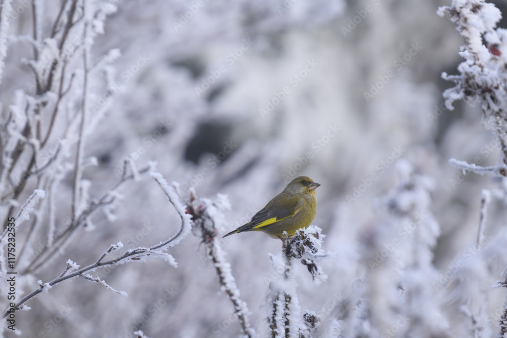 Fototapeta premium greenfinch in the snow