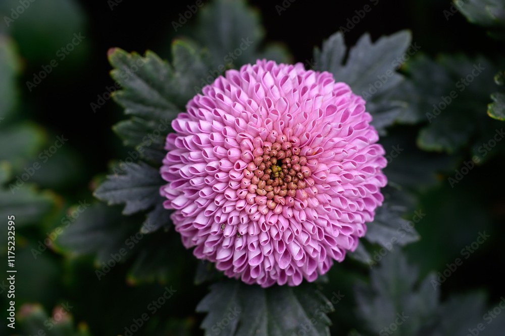 Pompon Dahlias Flowers in the Garden Pompon Dahlias Flowers in the Garden