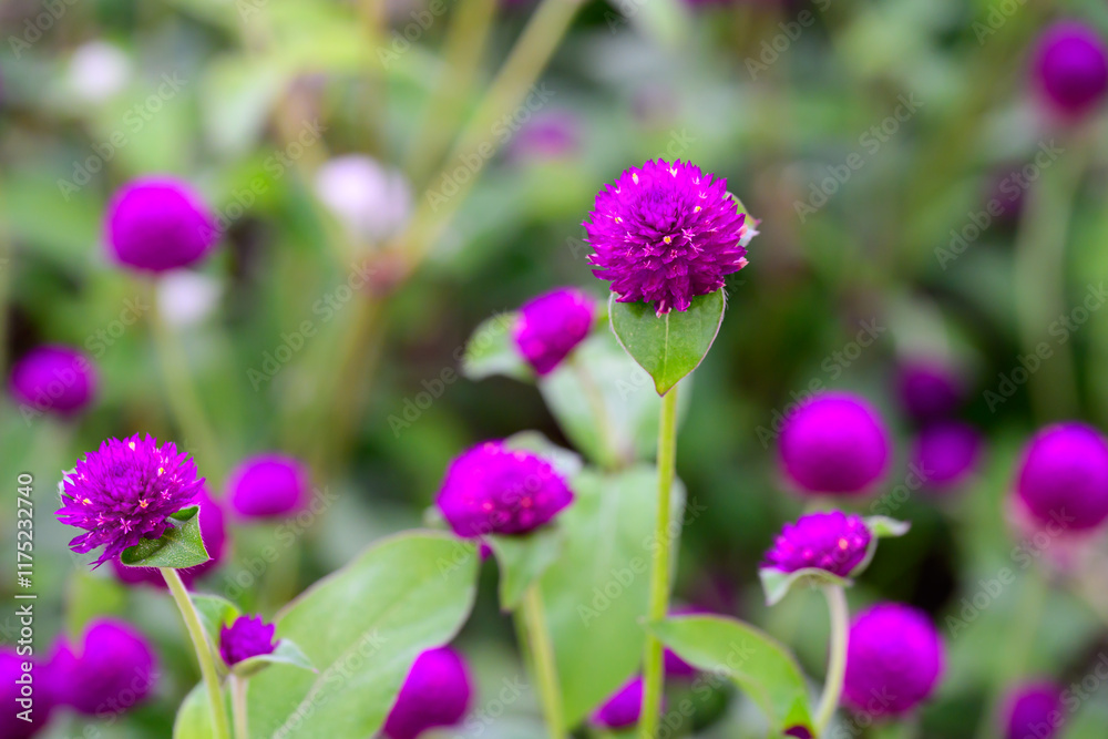 Globe amaranth or Gomphrena globosa flower blooming in the garden. Globe amaranth or Gomphrena globosa flower blooming in the garden.