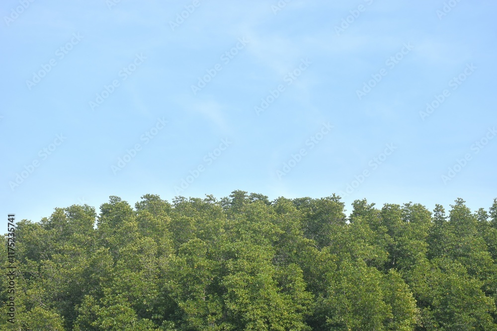 Fototapeta premium landscape of Tung Prong Thong golden mangrove field in sunny day travel location on Thailand