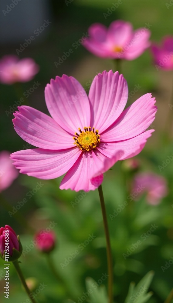 Delicate pink cosmos petals shimmer in sunlight, clear and thin, garden, pink cosmos Delicate pink cosmos petals shimmer in sunlight, clear and thin, garden, pink cosmos
