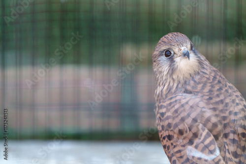 ケージの中の猛禽類
Bird of Prey in a Cage