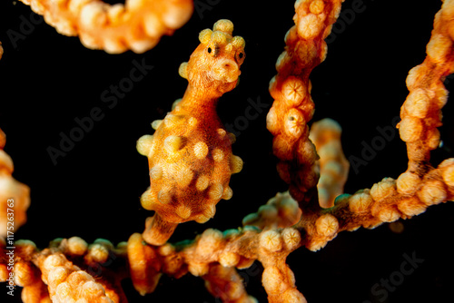 Pygmy Seahorse -Pygmäenseepferdchen - Anilao Philippinen photo