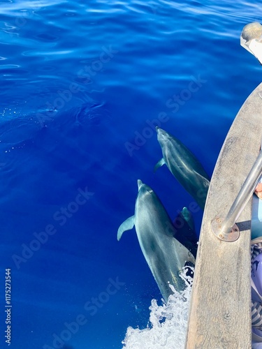 Two dolphins swimming on a gorgeous blue sea
