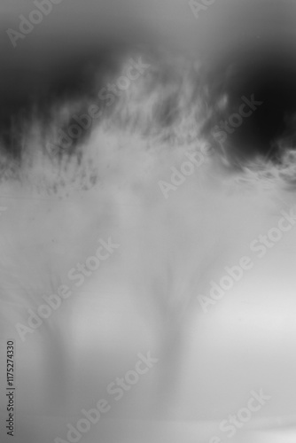 fog in the forest in black and white film negative