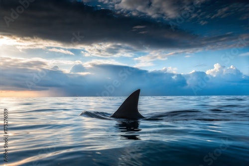 shark fin on surface of ocean agains blue cloudy sky photo