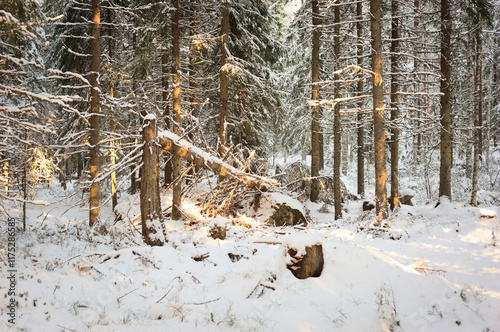 Broken tree in a winter forest