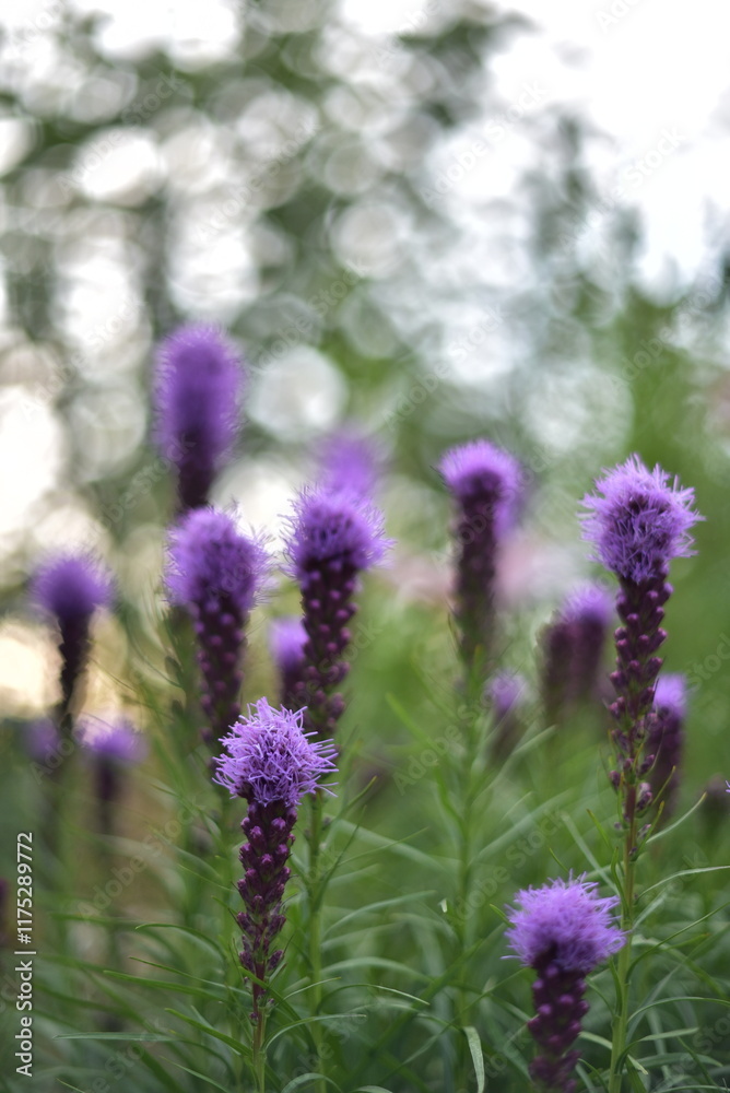 Naklejka premium Flowers in the garden